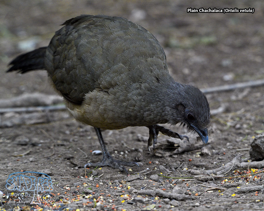 Plain Chachalaca - Ortalis vetula