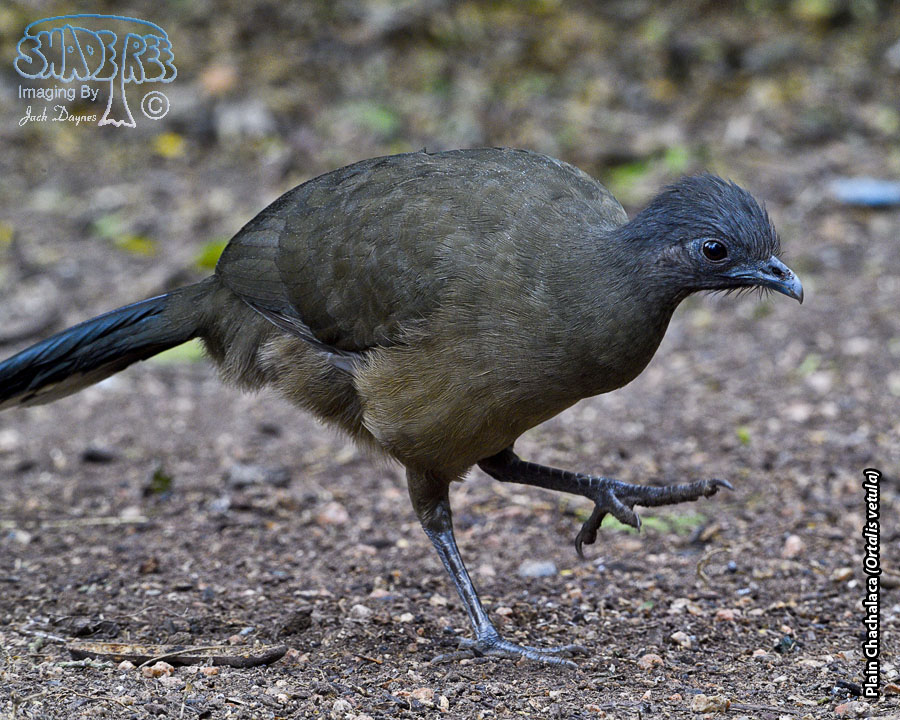 Plain Chachalaca - Ortalis vetula