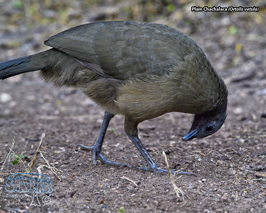 Plain Chachalaca - Ortalis vetula