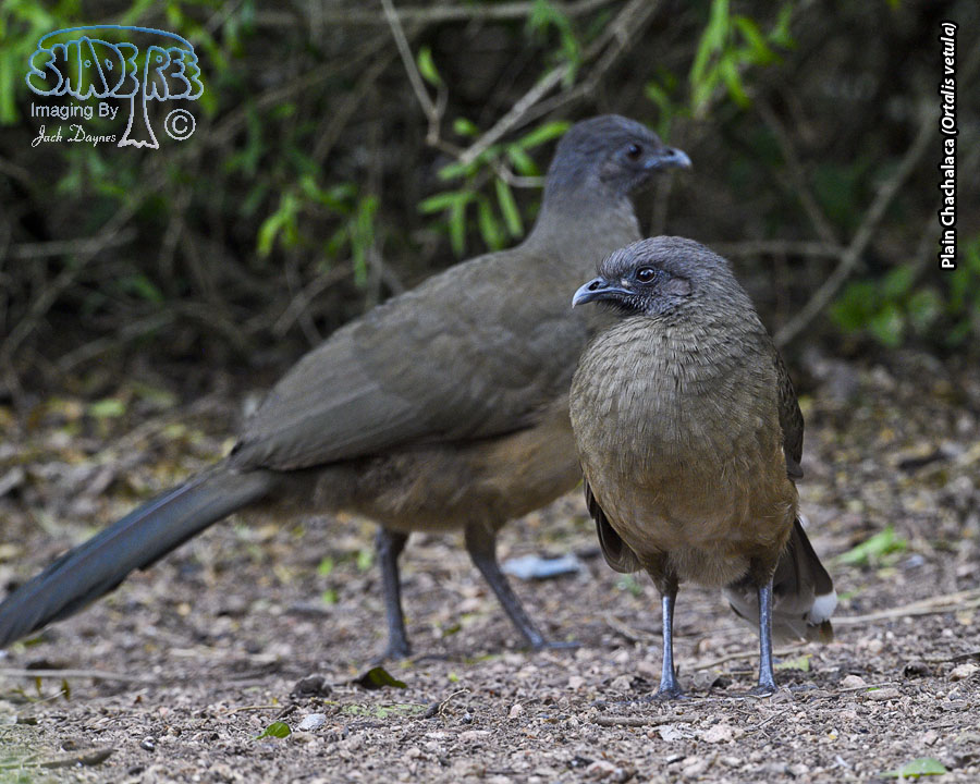 Plain Chachalaca - Ortalis vetula