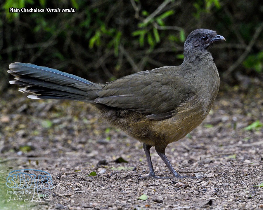 Plain Chachalaca - Ortalis vetula