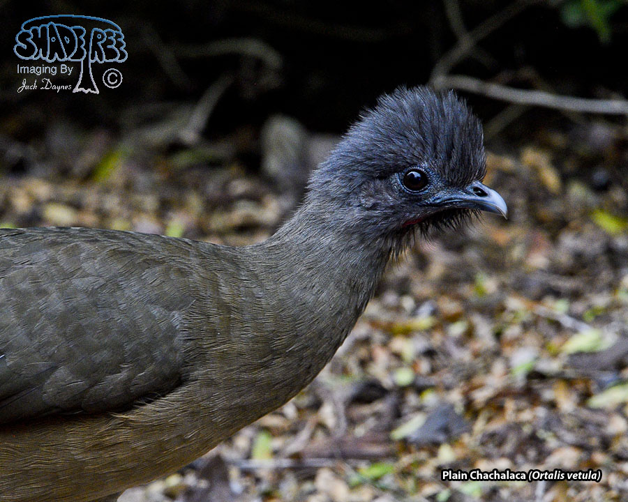 Plain Chachalaca - Ortalis vetula