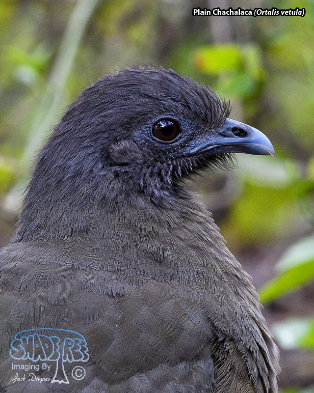 Plain Chachalaca - Ortalis vetula