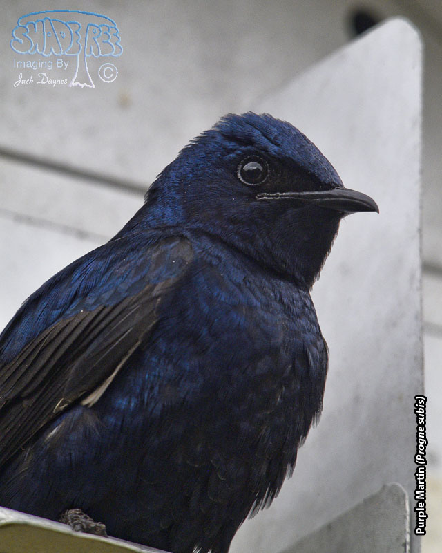 Purple Martin - Progne subis