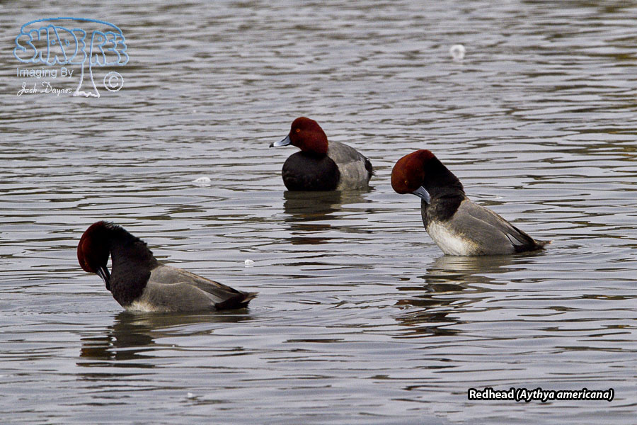 Redhead - Aythya americana