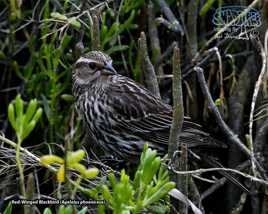 Red-Winged Blackbird - Agelaius phoeniceus