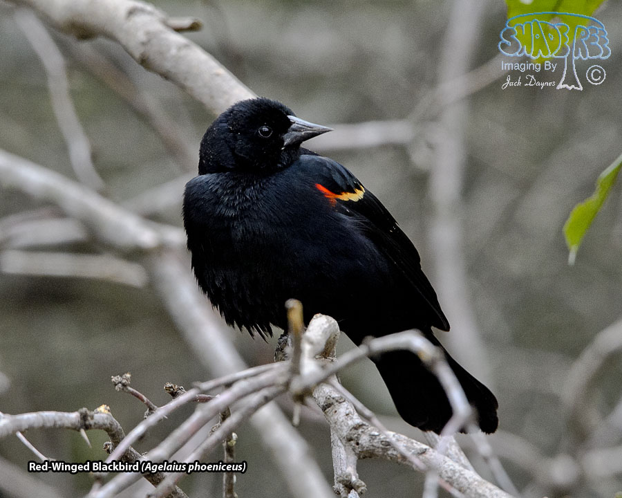 Red-Winged Blackbird - Agelaius phoeniceus