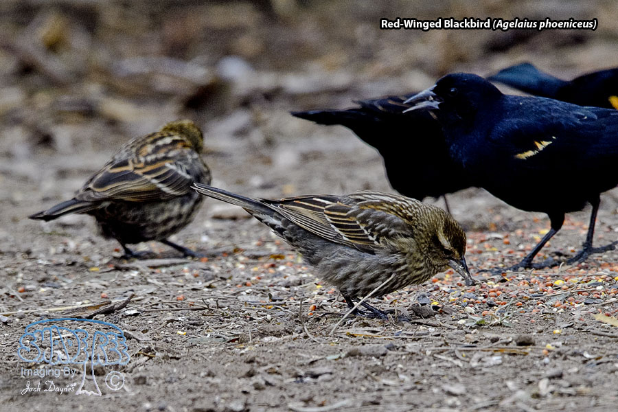 Red-Winged Blackbird - Agelaius phoeniceus