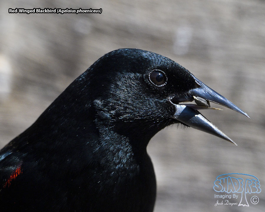 Red-Winged Blackbird - Agelaius phoeniceus