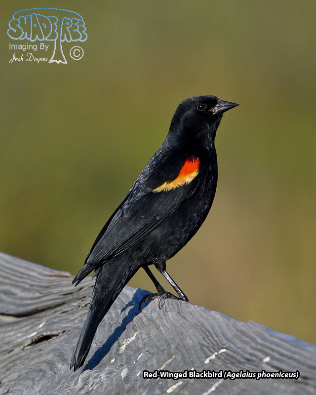 Red-Winged Blackbird - Agelaius phoeniceus