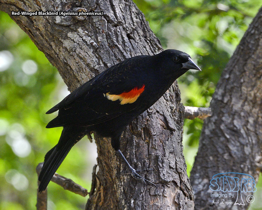 Red-Winged Blackbird - Agelaius phoeniceus