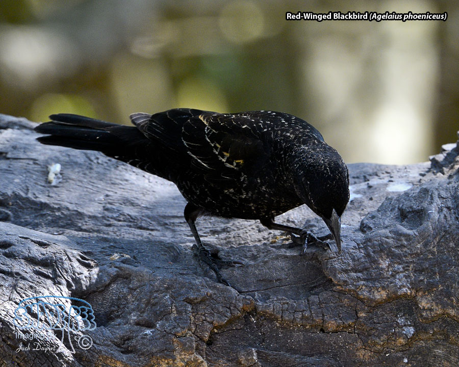 Red-Winged Blackbird - Agelaius phoeniceus