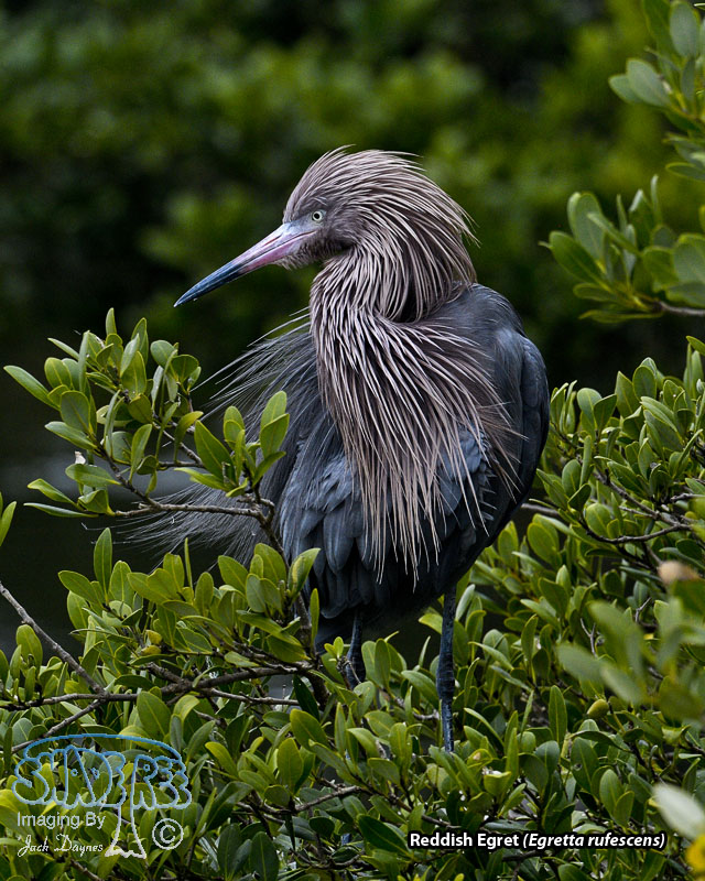 Reddish Egret - Egretta rufescens