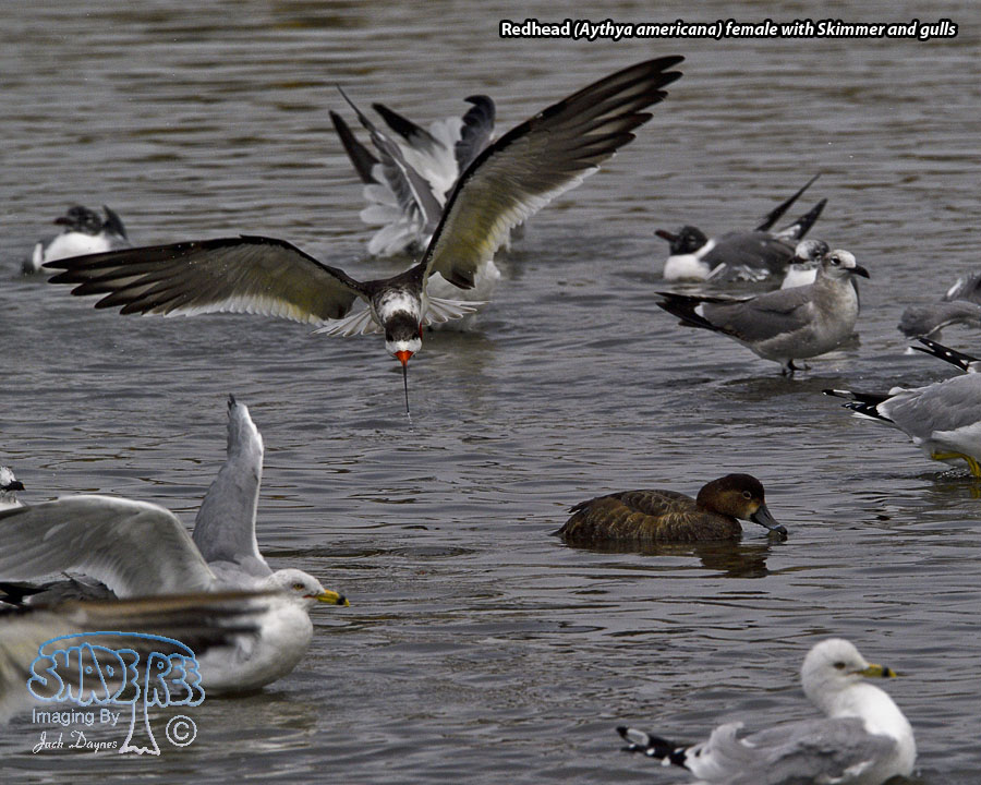 Redhead - Aythya americana