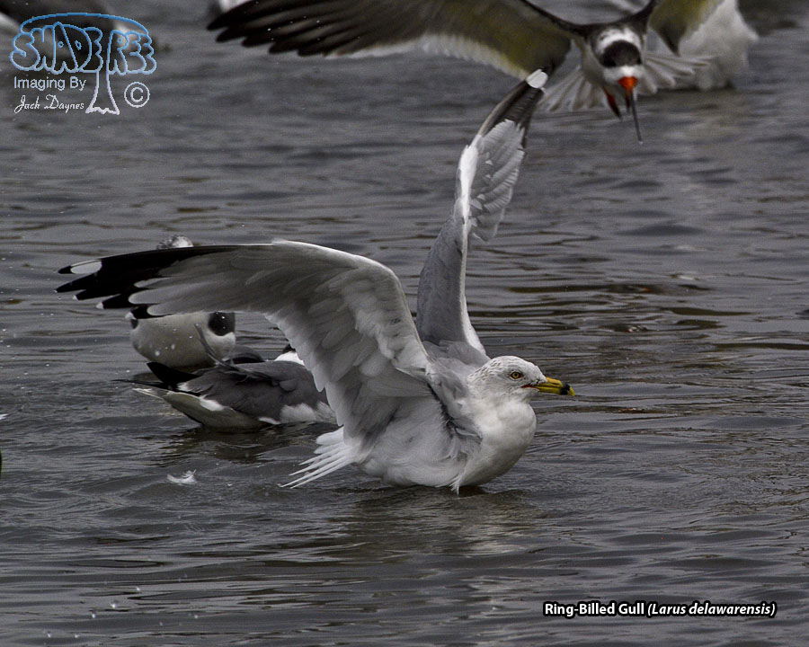 Ring-Billed Gull - Larus delawarensis