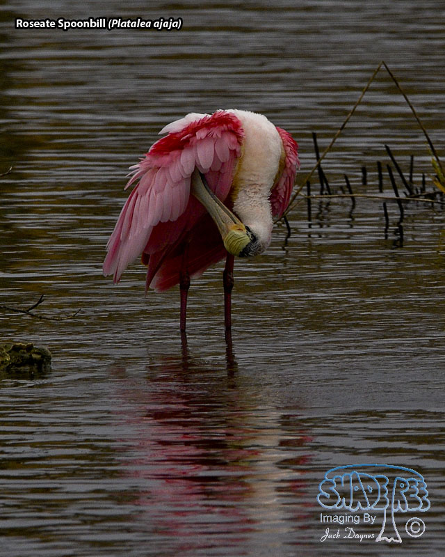 Roseate Spoonbill - Platalea ajaja