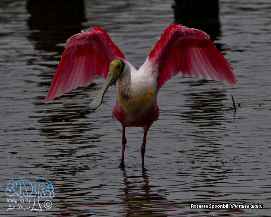 Roseate Spoonbill - Platalea ajaja