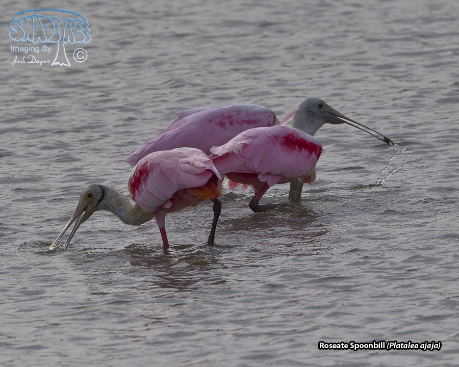 Roseate Spoonbill - Platalea ajaja