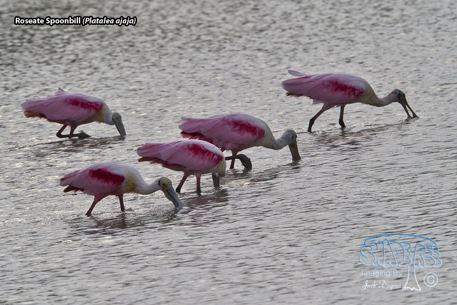 Roseate Spoonbill - Platalea ajaja