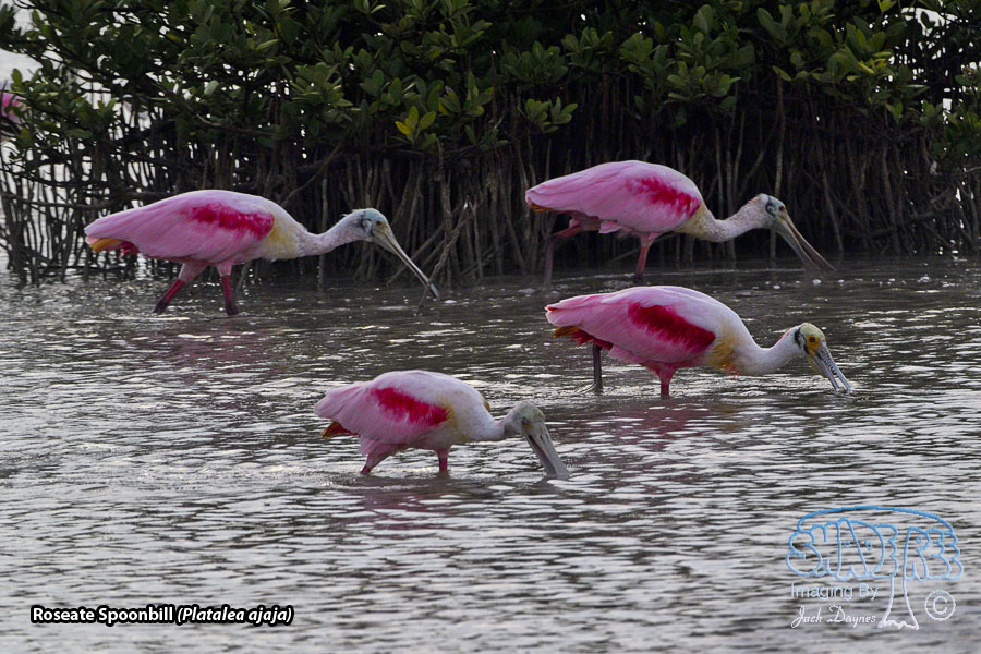 Roseate Spoonbill - Platalea ajaja