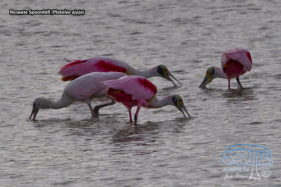 Roseate Spoonbill - Platalea ajaja