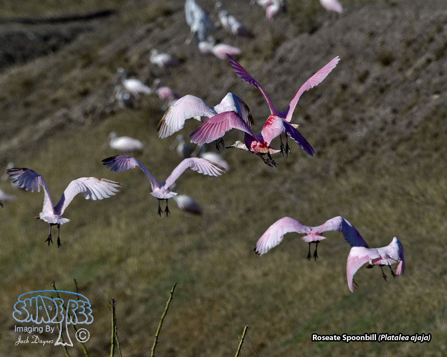 Roseate Spoonbill - Platalea ajaja