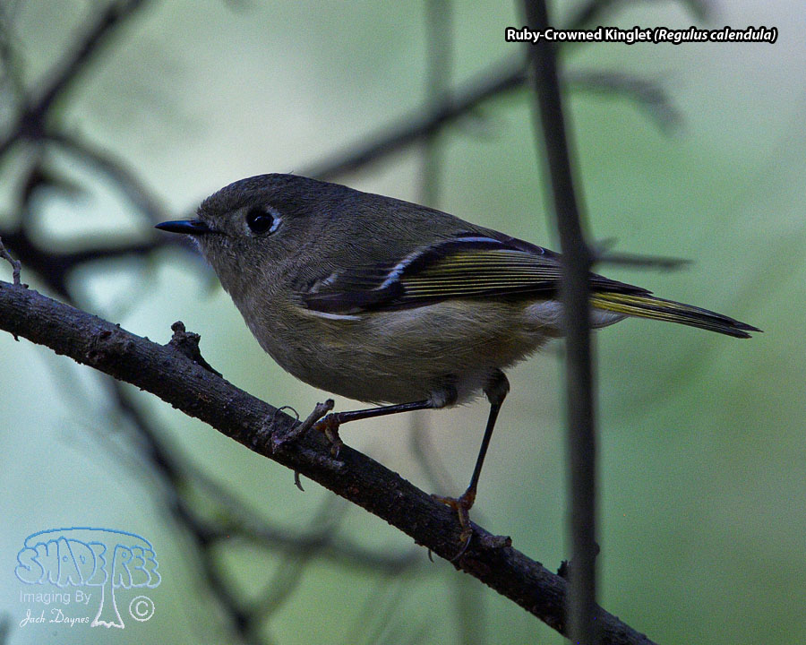 Ruby-Crowned Kinglet - Regulus calendula