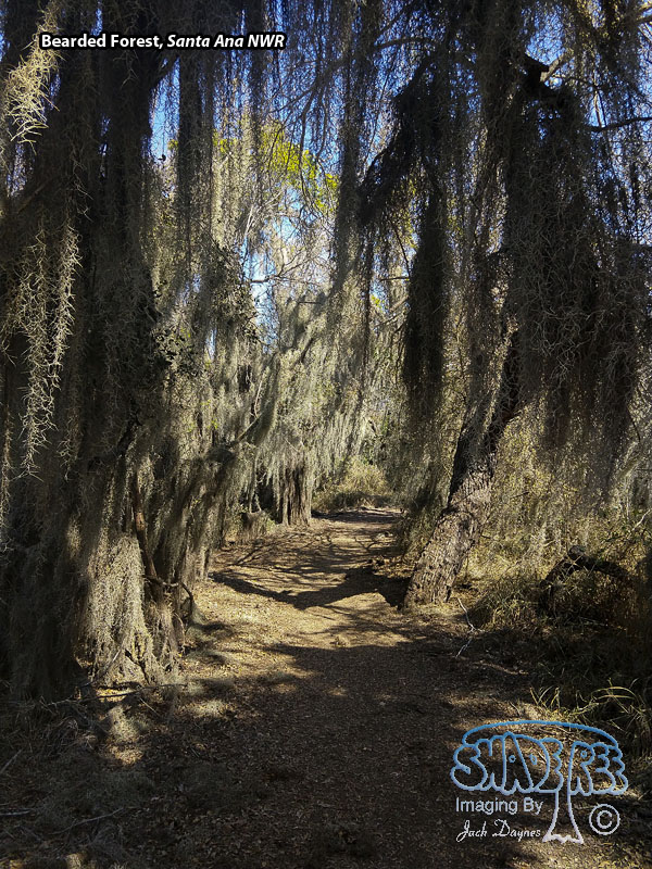 Bearded Forest - Scenery