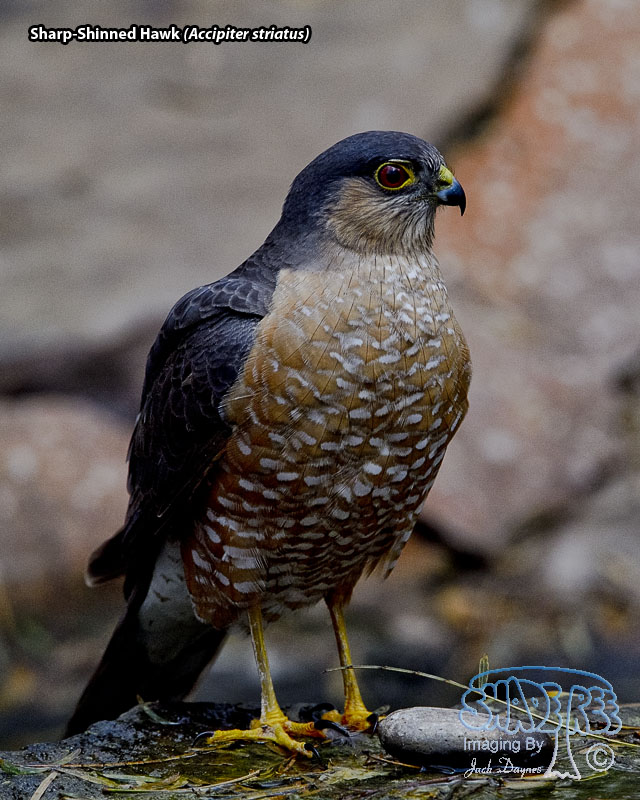 Sharp-Shinned Hawk - Accipiter striatus