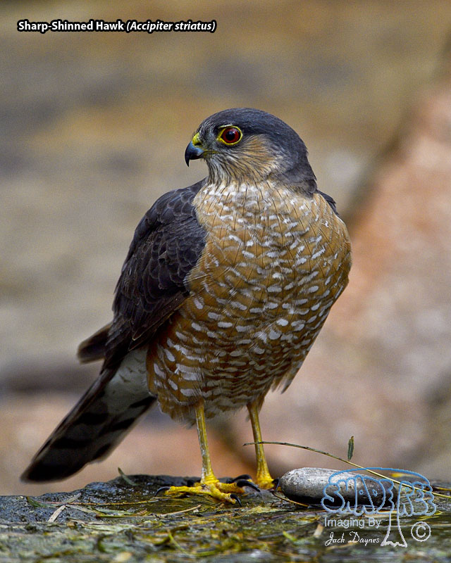 Sharp-Shinned Hawk - Accipiter striatus