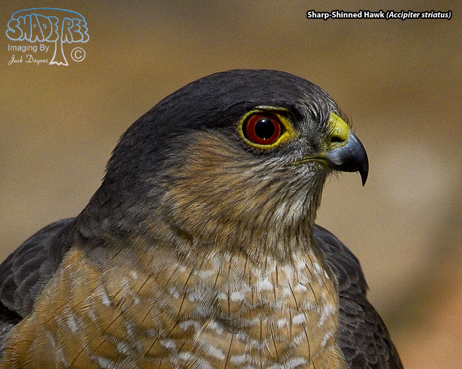 Sharp-Shinned Hawk - Accipiter striatus