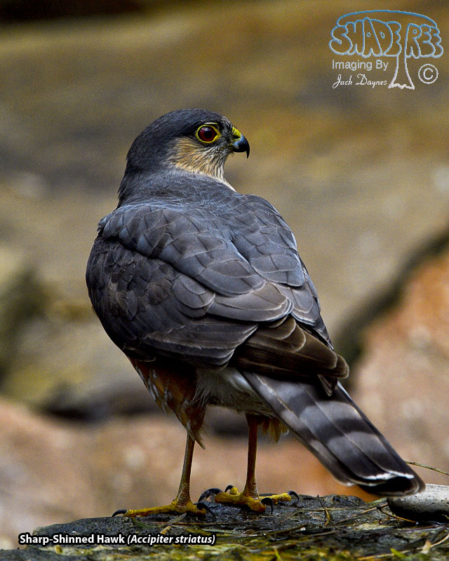 Sharp-Shinned Hawk - Accipiter striatus