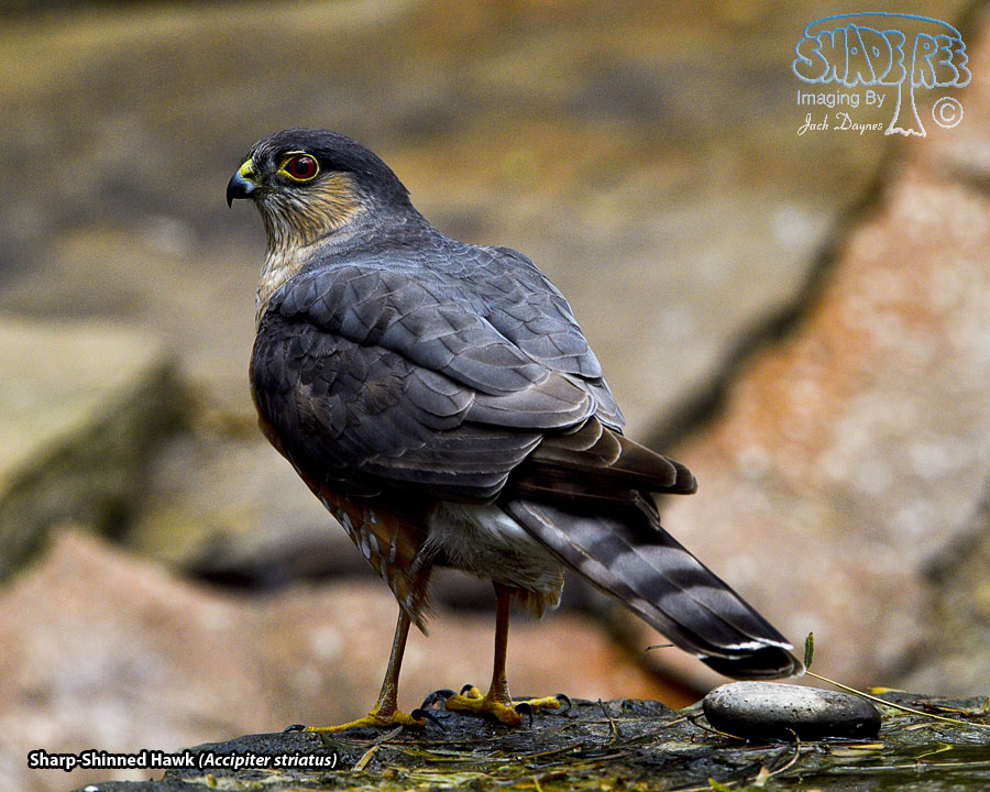 Sharp-Shinned Hawk - Accipiter striatus
