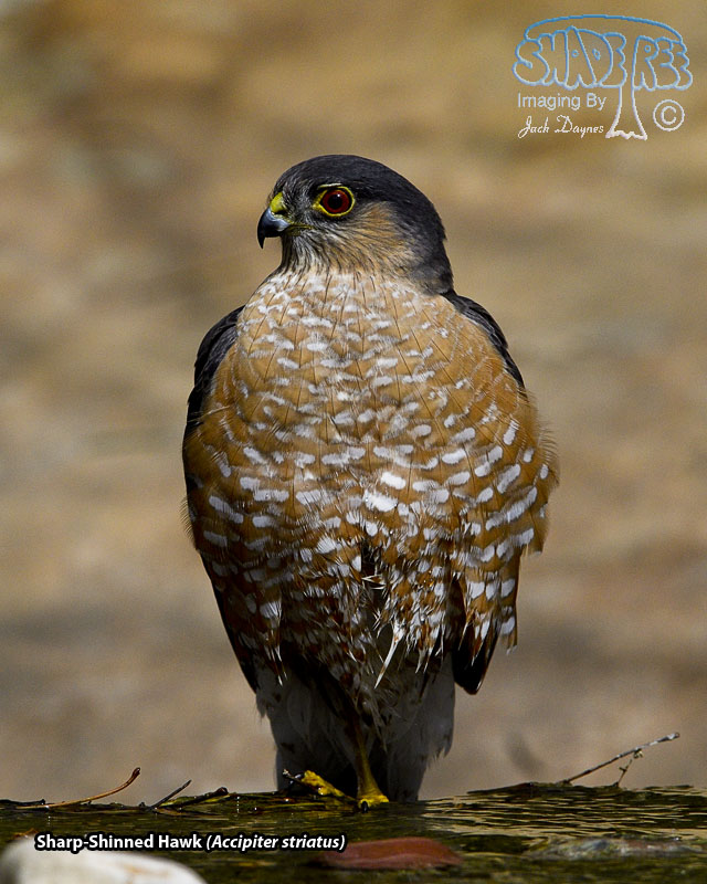 Sharp-Shinned Hawk - Accipiter striatus