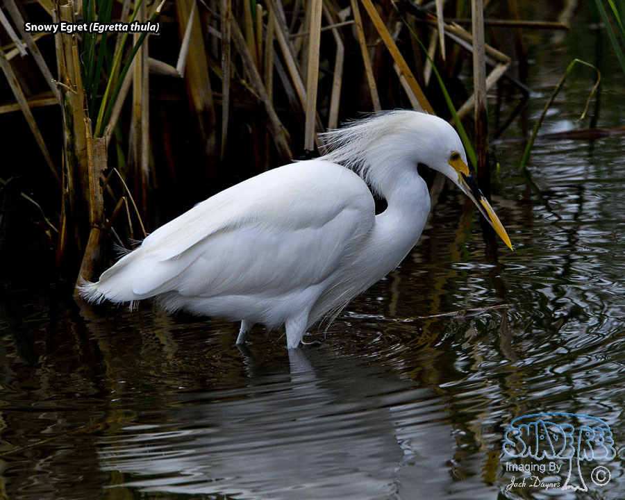 Snowy Egret - Egretta thula