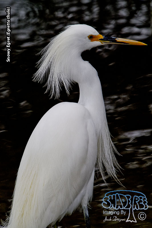 Snowy Egret - Egretta thula