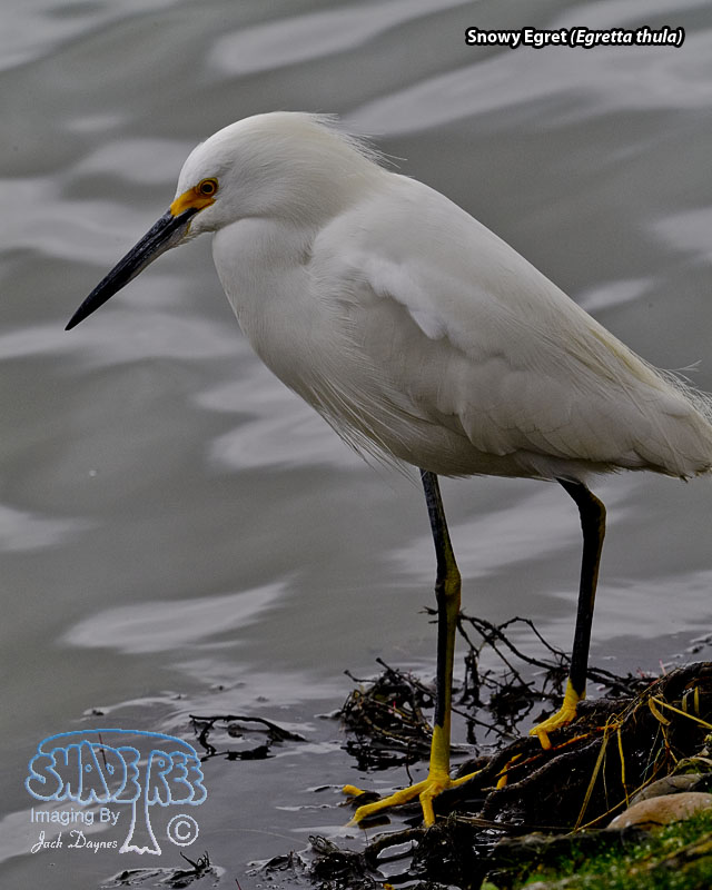 Snowy Egret - Egretta thula