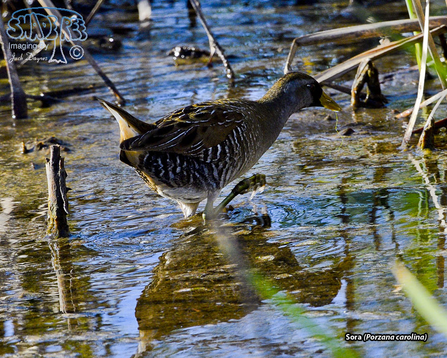 Sora - Porzana carolina
