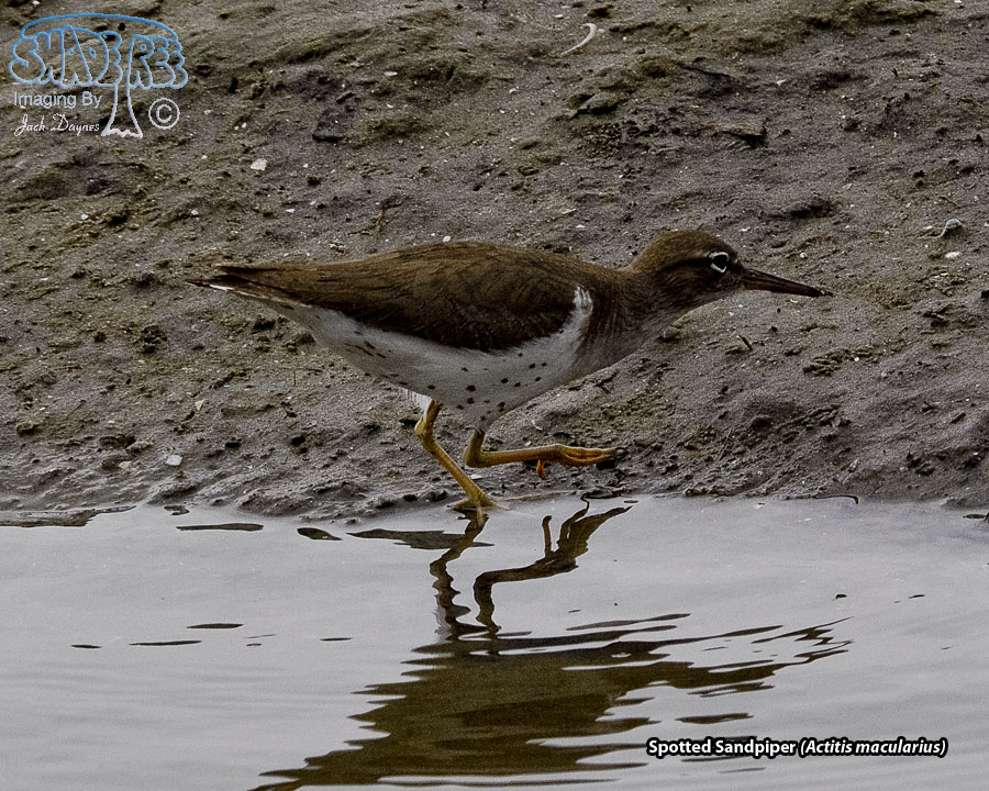 Spotted Sandpiper - Actitis macularius