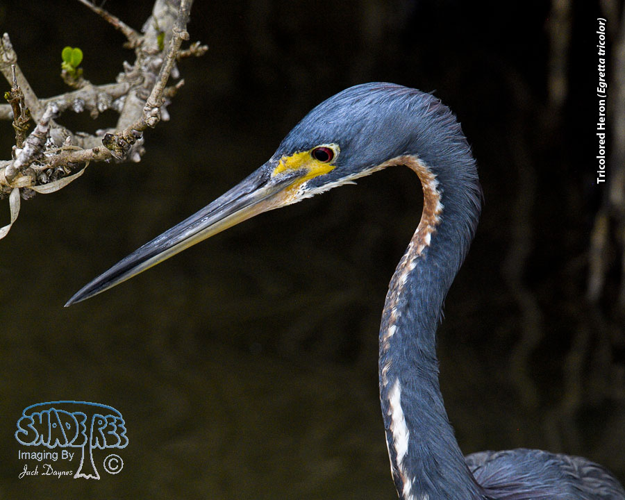 Tricolored Heron - Egretta tricolor