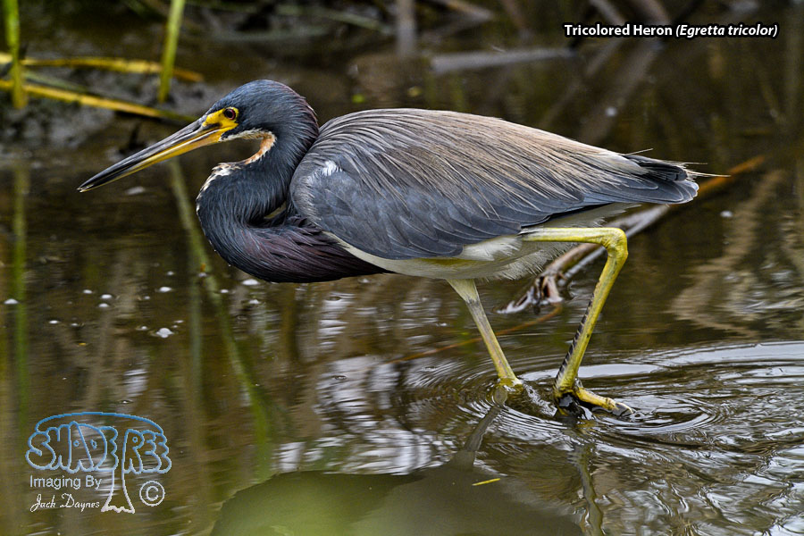 Tricolored Heron - Egretta tricolor