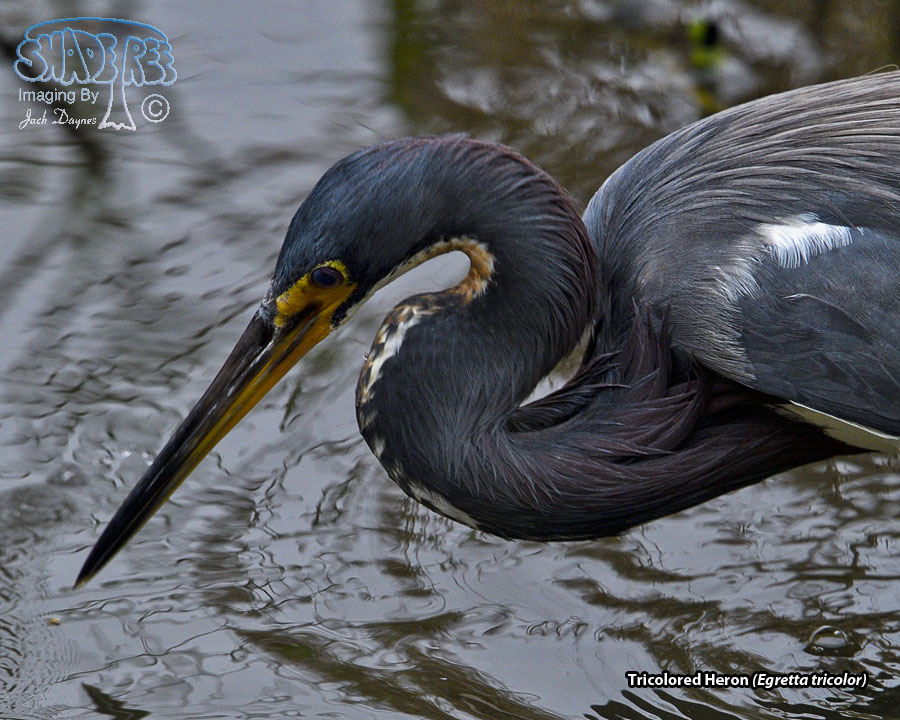 Tricolored Heron - Egretta tricolor