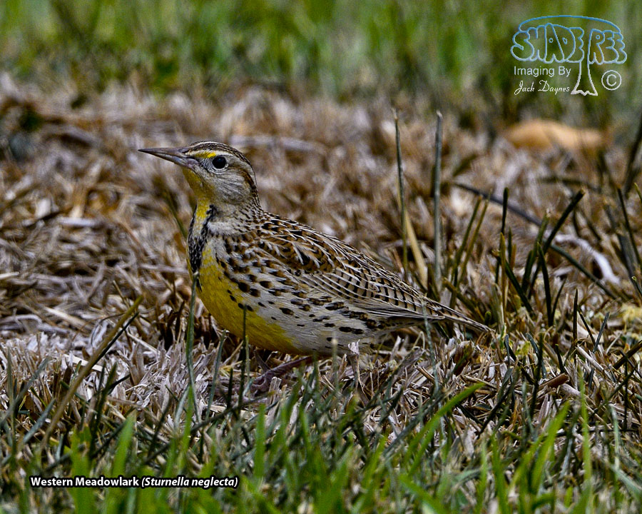 Western Meadowlark - Sturnella neglecta