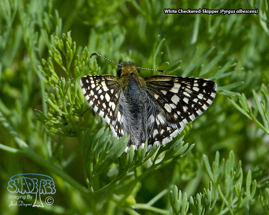 White Checkered-Skipper - Pyrgus albescens