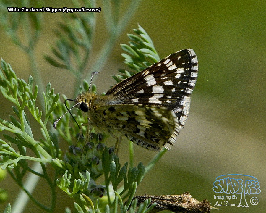 White Checkered-Skipper - Pyrgus albescens