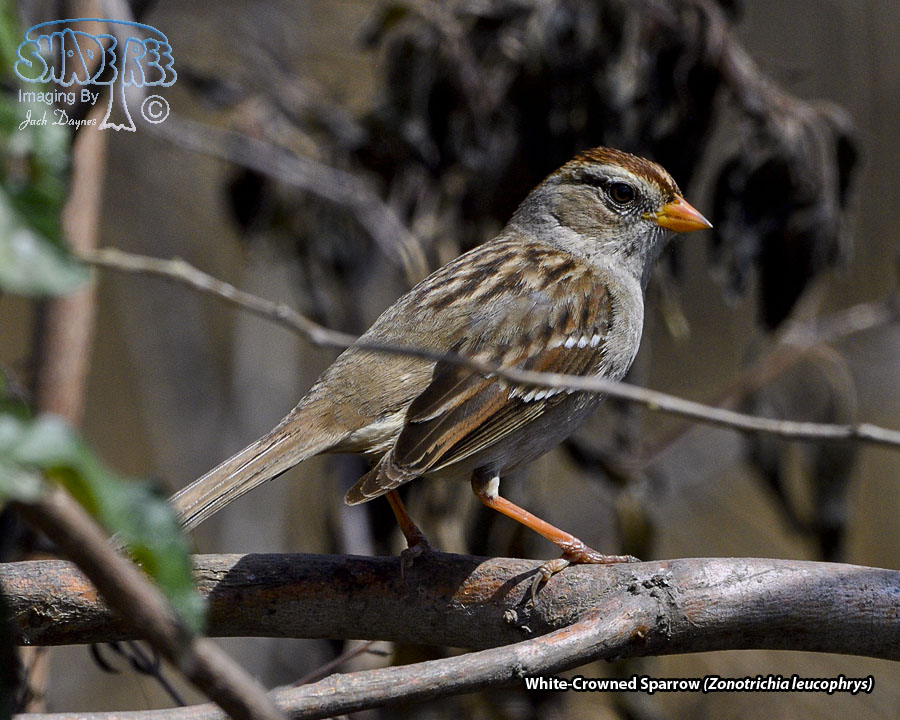 White-Crowned Sparrow - Zonotrichia leucophrys
