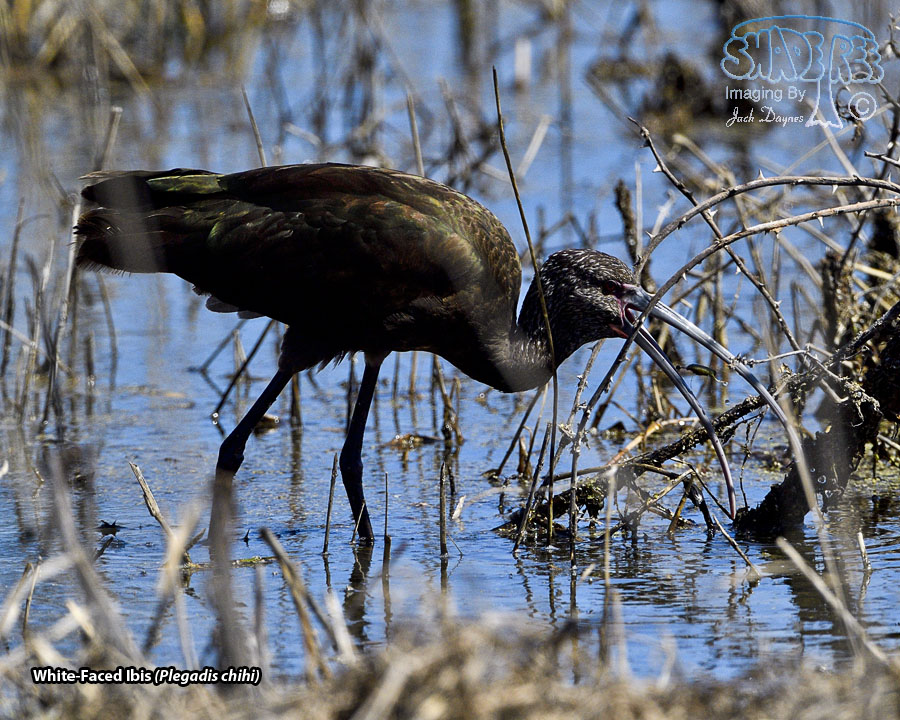 White-Faced Ibis - Plegadis chihi