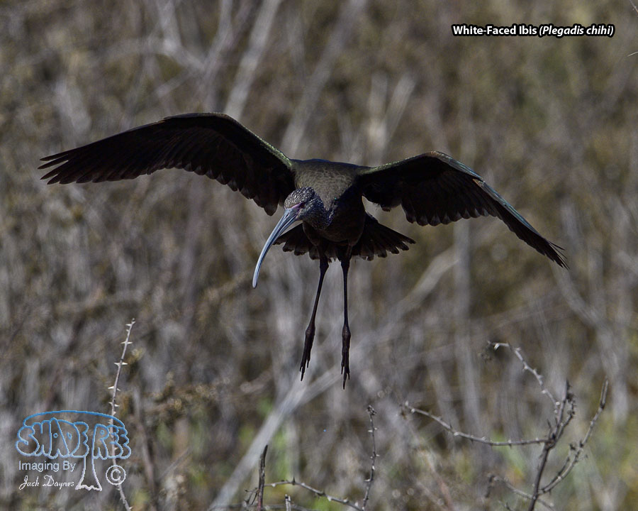 White-Faced Ibis - Plegadis chihi