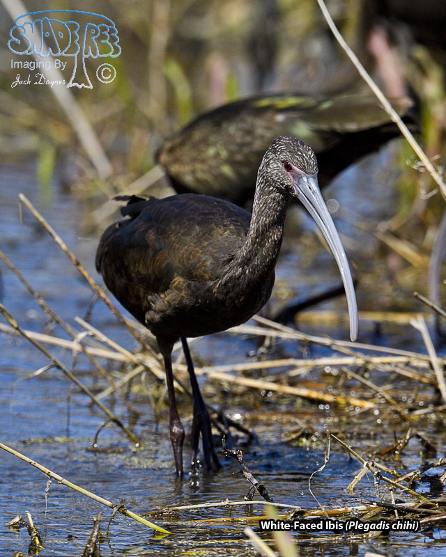White-Faced Ibis - Plegadis chihi