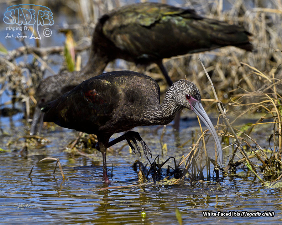 White-Faced Ibis - Plegadis chihi